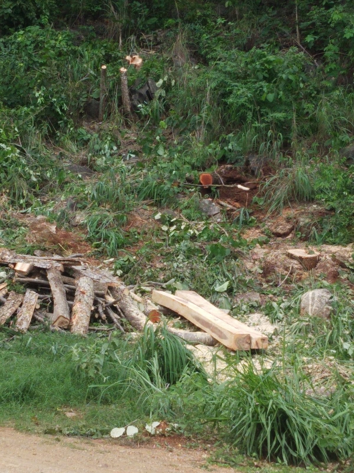 Crime ambiental: vegetação de encosta está sendo destruída em Aurora do Tocantins