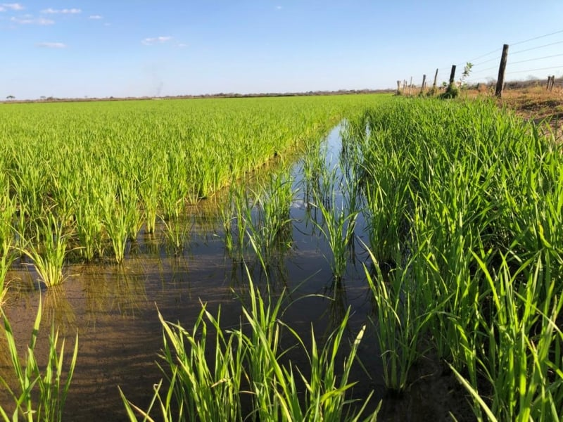 Governo de Goiás apresenta potencial de produção de arroz a missão chinesa