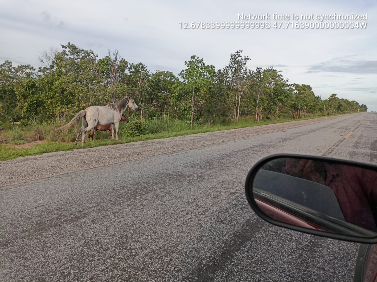 Em Paranã (TO), na BR-242, há muitos animais na pista