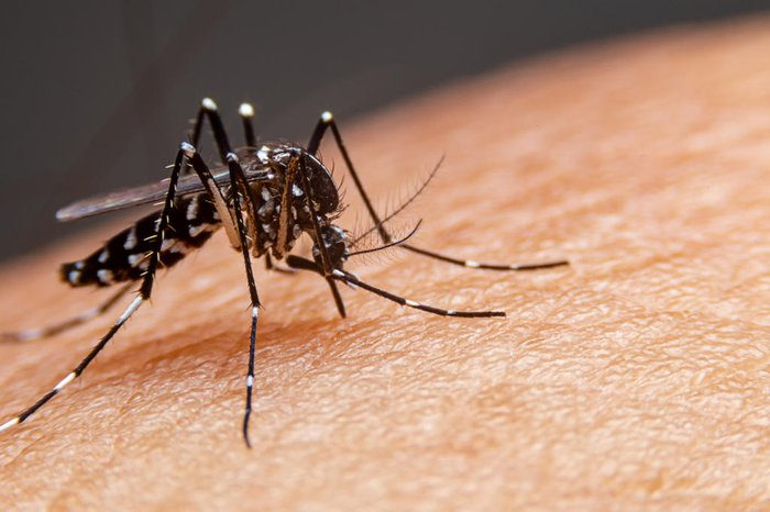 Vacinas contra à dengue chegam em Goiás