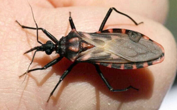 Alerta à população para a prevenção e combate à Doença de Chagas