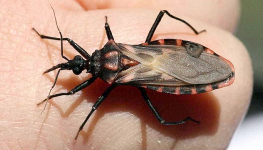 Alerta à população para a prevenção e combate à Doença de Chagas