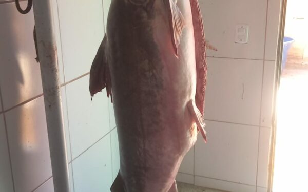 Açougueiro é preso em Monte Alegre (GO) por comprar e revender um grande  peixe piraíba, ameaçado de extinção