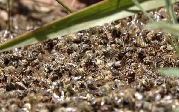 Apicultor perde 12 caixas com mais de um milhão de abelhas, após envenenamento por agrotóxico