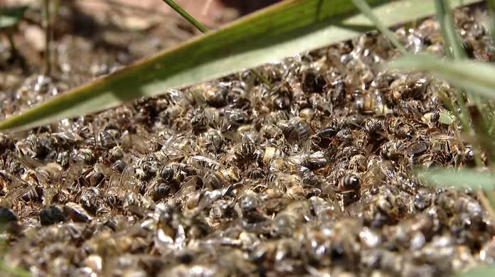 Apicultor perde 12 caixas com mais de um milhão de abelhas, após envenenamento por agrotóxico
