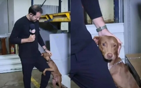 Repórter do SBT adota cão que abraçou sua perna no Rio Grande do Sul