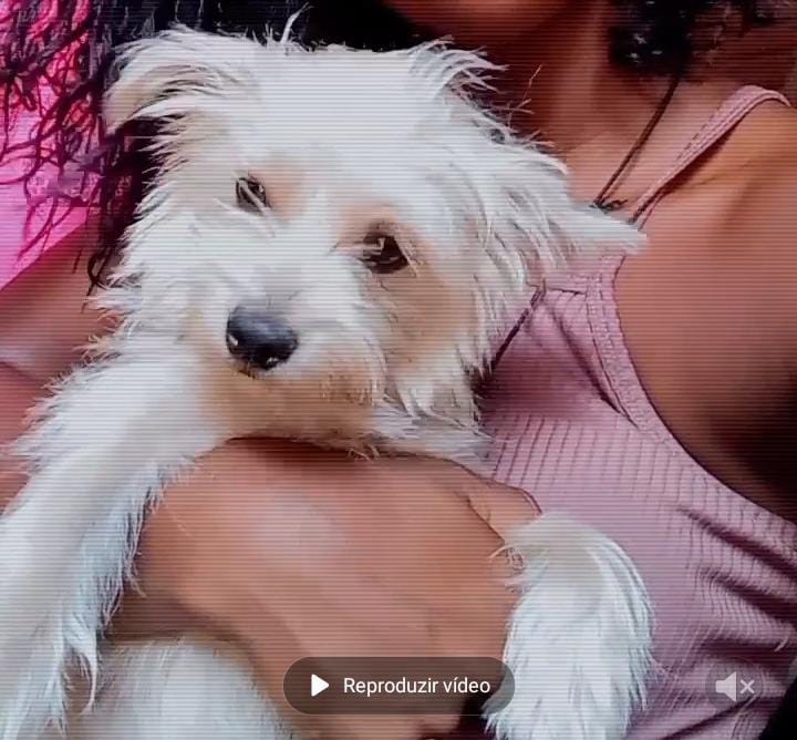 Cãozinho desparecido em Campos Belos (GO)