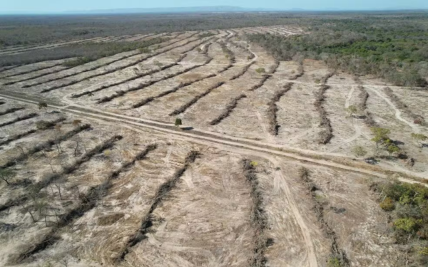 Flores de Goiás (GO): fazendeiro é multado em mais de R$ 1 milhão após desmatar área de mais de 520 campos de futebol