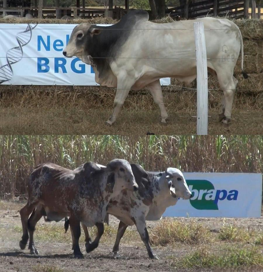 Embrapa Cerrados oferta bovinos Nelore BRGN e leiteiros em leilões on-line nesta terça (24) e quarta (25)