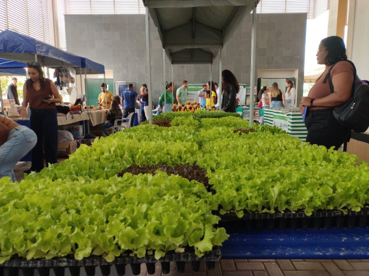 Feira do Produtor em Posse (GO) movimenta o IF Goiano e valoriza a agricultura familiar