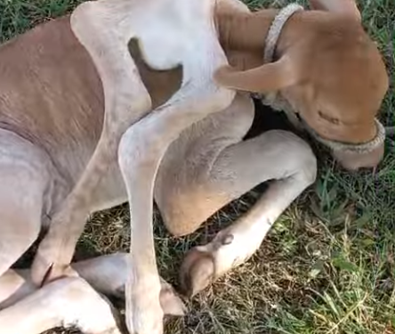 Bezerro nasce com seis patas; veja vídeo