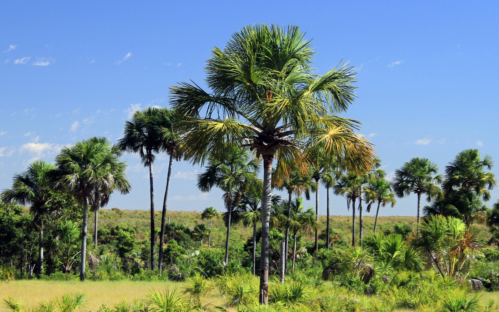 Monitor climático do Tocantins fecha abril com chuvas concentradas e aumento de 118% de focos de fogo
