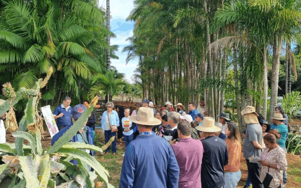 Tecnologia e boas práticas impulsionam cultivo da pitaya no DF