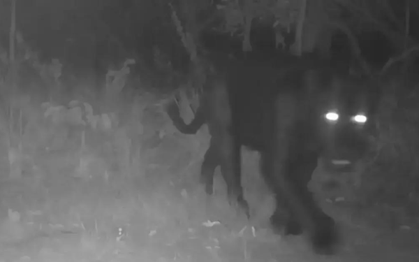 Onça-preta é registrada pela 1ª vez em reserva na serra do Tombador, em Cavalcante (GO)