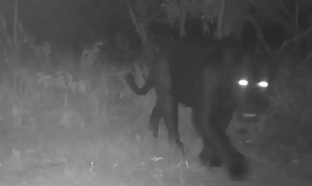 Onça-preta é registrada pela 1ª vez em reserva na serra do Tombador, em Cavalcante (GO)