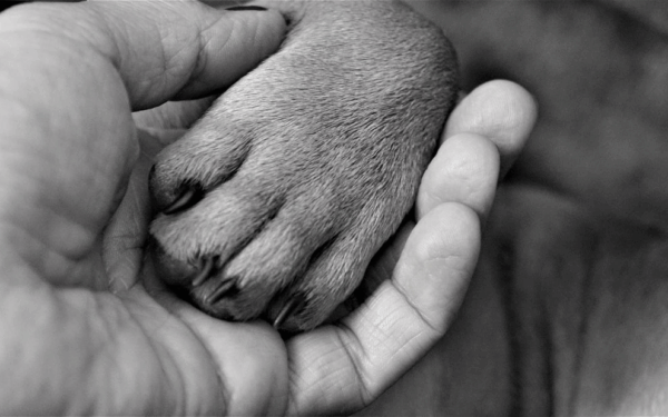 Pegadas no coração: Luto silencioso pela perda de um Pet